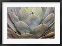 Framed Parry's Agave Or Mescal Agave