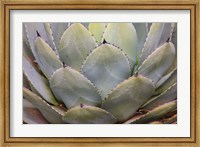 Framed Parry's Agave Or Mescal Agave