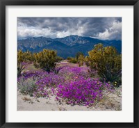 Framed Wildflowers In Spring, Coachella Valle