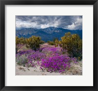 Framed Wildflowers In Spring, Coachella Valle