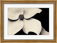 Framed Dogwood Flower