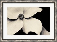 Framed Dogwood Flower