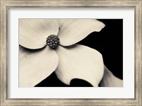 Framed Dogwood Flower