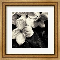 Framed Dogwood Flower No. 3