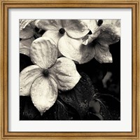 Framed Dogwood Flower No. 3