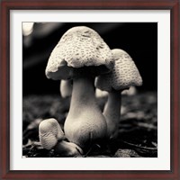 Framed Mushroom No. 3