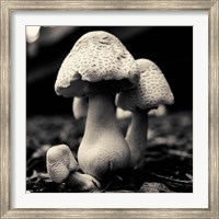 Framed Mushroom No. 3