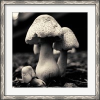 Framed Mushroom No. 3