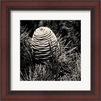 Framed Spruce Cone
