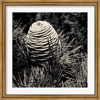 Framed Spruce Cone