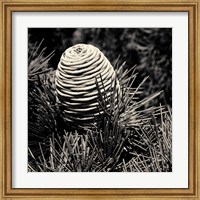 Framed Spruce Cone