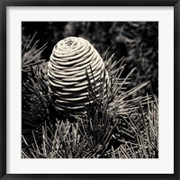 Framed Spruce Cone