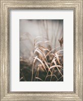 Framed Reed 2