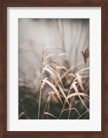 Framed Reed 2