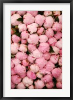 Framed Peony 2