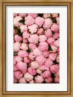 Framed Peony 2