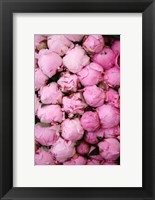 Framed Peony 3