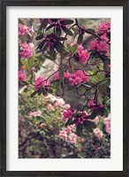 Framed Rhododendrons