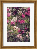 Framed Rhododendrons