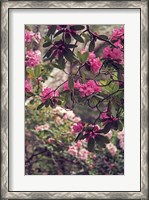 Framed Rhododendrons