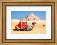 Framed Camel Resting by the Pyramids, Giza, Egypt