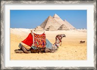 Framed Camel Resting by the Pyramids, Giza, Egypt