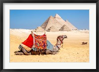 Framed Camel Resting by the Pyramids, Giza, Egypt