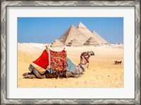 Framed Camel Resting by the Pyramids, Giza, Egypt