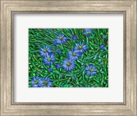 Framed Colorado, San Juan Mountains, Abstract Photo Of Showy Fleabane Flowers