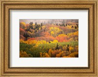 Framed Colorado, Gunnison National Forest, Forest In Autumn Colors
