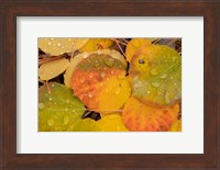 Framed Colorado, Gunnison National Forest, Raindrops On Fallen Autumn Aspen Leaves