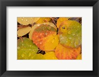 Framed Colorado, Gunnison National Forest, Raindrops On Fallen Autumn Aspen Leaves