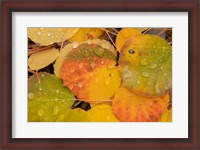 Framed Colorado, Gunnison National Forest, Raindrops On Fallen Autumn Aspen Leaves