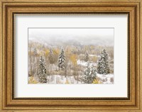 Framed Colorado, White River National Forest, Snowstorm On Forest