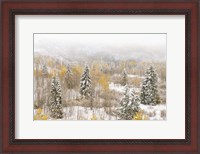 Framed Colorado, White River National Forest, Snowstorm On Forest