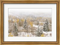 Framed Colorado, White River National Forest, Snowstorm On Forest