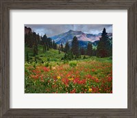 Framed Colorado, Laplata Mountains, Wildflowers In Mountain Meadow