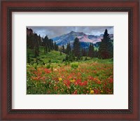 Framed Colorado, Laplata Mountains, Wildflowers In Mountain Meadow