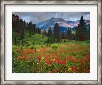 Framed Colorado, Laplata Mountains, Wildflowers In Mountain Meadow