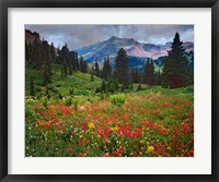 Framed Colorado, Laplata Mountains, Wildflowers In Mountain Meadow