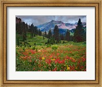 Framed Colorado, Laplata Mountains, Wildflowers In Mountain Meadow