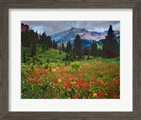 Framed Colorado, Laplata Mountains, Wildflowers In Mountain Meadow