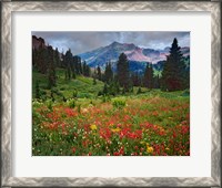 Framed Colorado, Laplata Mountains, Wildflowers In Mountain Meadow