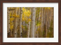 Framed Colorado, Gunnison National Forest, Aspen Trees Highlighted At Sunrise