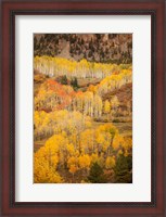 Framed Colorado, San Juan Mountains, Autumn-Colored Aspen Forest On Mountain Slope