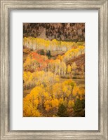 Framed Colorado, San Juan Mountains, Autumn-Colored Aspen Forest On Mountain Slope
