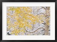 Framed Snow Coats Aspen Trees In Winter