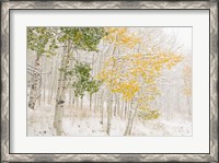 Framed Colorado, Snow Coats Aspen Trees In Winter
