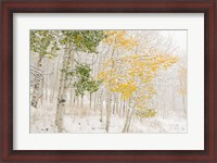 Framed Colorado, Snow Coats Aspen Trees In Winter