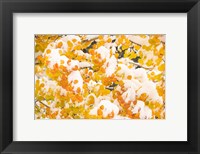 Framed White River National Forest, Snow Coats Aspen Trees In Winter